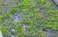 Quellmoos, Teichmoos