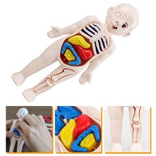 Menschliche organe modell - organe,