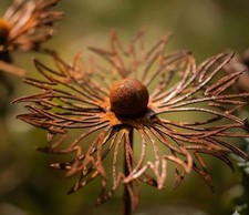Rostige Kornblume Metallkunst