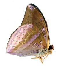 LEPIDOPTERA, NYMPHALIDAE