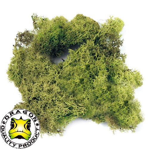 Dragon island moos - dragon, g,