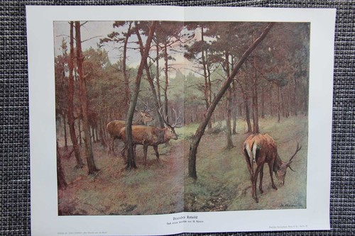 Rotwild hirsche rothirsch - rotwild,