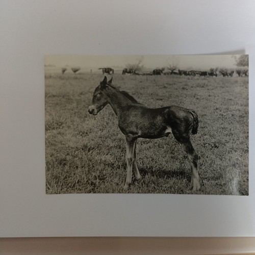 2161ak warmblutfohlen - 2161ak, .