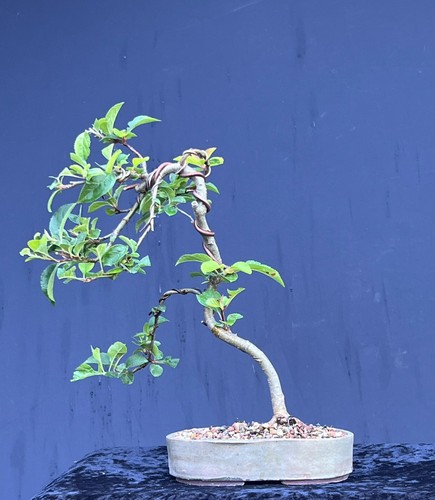 Bonsai shohinbonsai - bonsai,