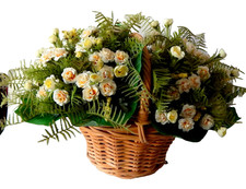 Moosrosen 2 Bund 36 cm