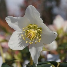  Blumixx Stauden Helleborus niger - Christrose, Schneerose  