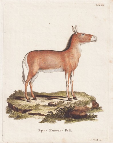 Asiatischer esel wildesel - asiatischer,