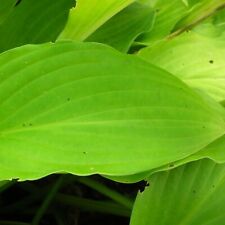  Glocken-Funkie - Hosta