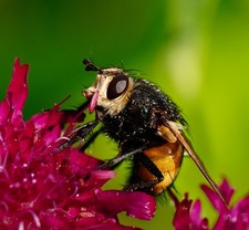 SIGMA 70 mm F2.8 DG Macro Art