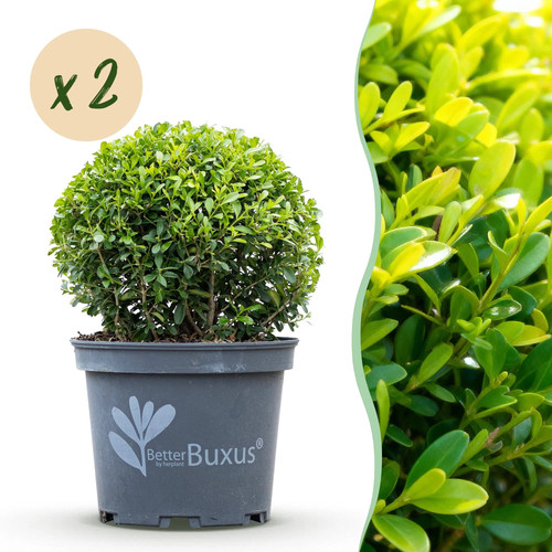 Betterbuxus skylight - betterbuxus,
