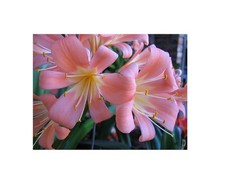 1x Clivia miniata 40 Pink rosa pfirsichpastell Pflanzen - Samen / Bulbs B1986