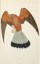 Turmfalke Kestrel Holzstich