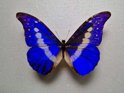 Morpho rehtenor helena male - morpho,