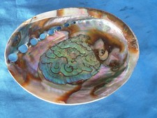 Wunderschöne große ABALONE
