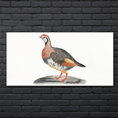 Zeichnung tier vogel kunst - zeichnung,