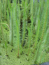 Tannenwedel, Hippuris vulgaris