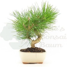 BONSAI Japanische Schwarzkiefer 'Pinus thunbergii' Winterhart & Pflegeleicht