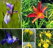 Sumpfiris Wasserpflanzen