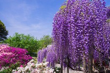 SAMEN exotisch Garten Pflanze winterhart Sämereien Exot BLAUREGEN Rankpflanzen