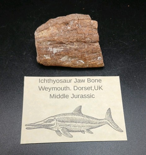 Fossiler ichthyosaurier kiefer - ichthyosaurier,