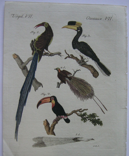 Paradiesvogel promerops calao - paradiesvogel,