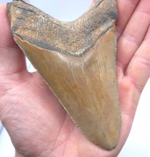 Top Qualität ! 12,6 cm Kantenlänge Schöner Megalodon Haizahn Fossil Hai Zahn