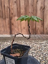 Bergahorn, Pre Bonsai, Bonsai