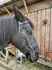 Euroriding Atlanta Trense