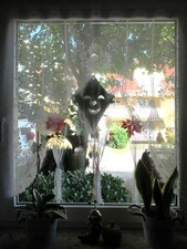 Scheibengardine mit Fransen / B 105 cm, L 100 cm / weiß