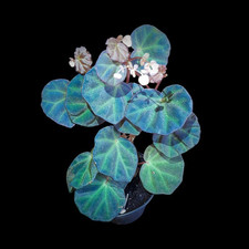 Rarität! Begonia sarawak, Terrarienpflanzen, Regenwald Terrarium, Bodendecker 