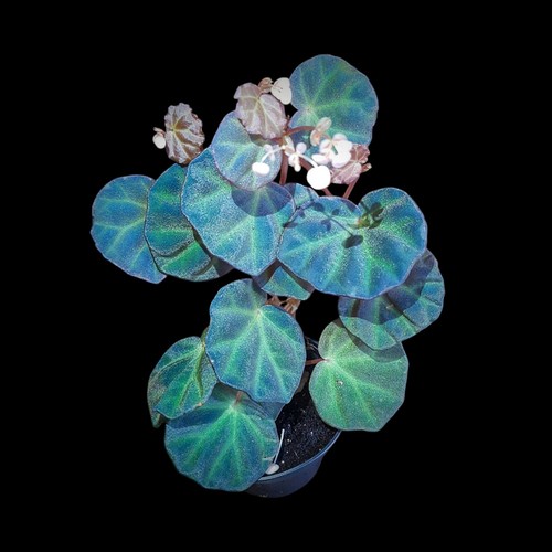Rarität begonia sarawak - rarität!,