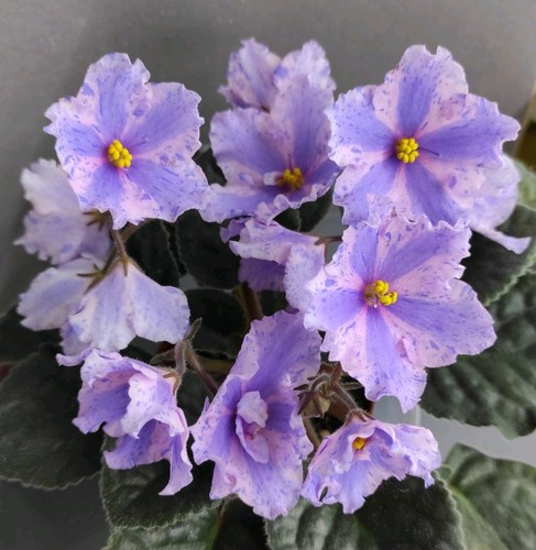 African violet saintpaulia - african,