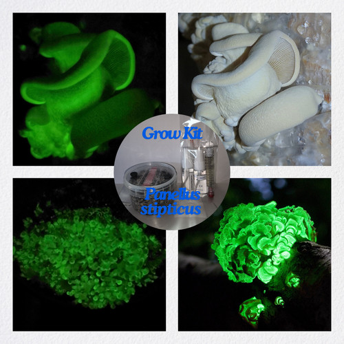 Leuchtpilz zuchtset glow in - leuchtpilz, zuchtset/glow