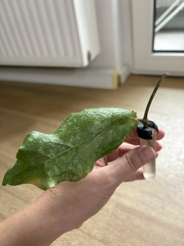 Hoya undulata middle leaf - hoya,