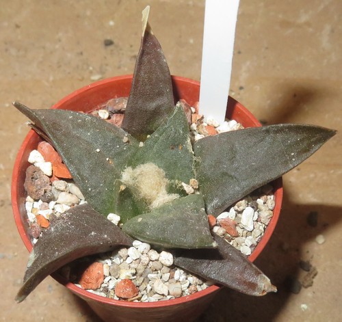 Ariocarpus confusus mm144 - ariocarpus,