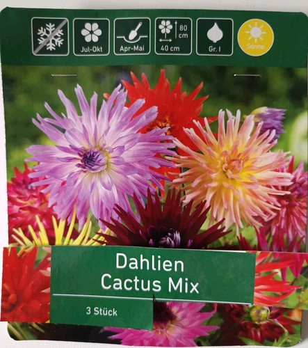 Dahlien cactus mix - dahlien,