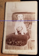 auf einem Stuhl sitzender Hund