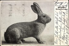 Ak Belgisches Riesenkaninchen - 3104278