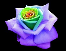 Regenbogenrose samen - 25,