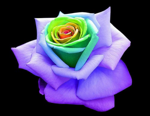 Regenbogenrose samen - 25,