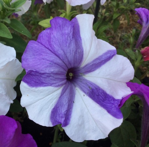 Samen petunien violett mit - 30,
