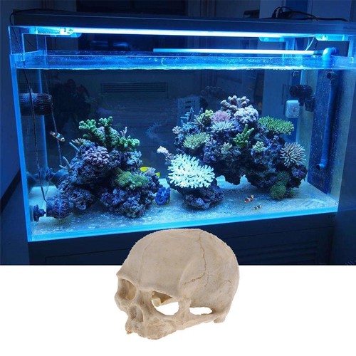 Totenkopf terrarium aquarium - totenkopf,