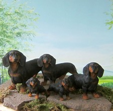 Dackel Teckel Schoko-Tan Hund