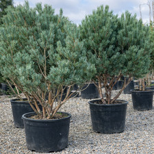 Pinus sylvestris WATERERI -