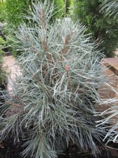 Pinus sylvestris Glauca - Blaue Waldkiefer - Blaue Bergföhre - 40-60cm