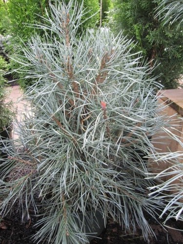 Pinus sylvestris glauca - glauca,