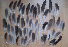 mittlere Länge Gans Federn    Basteln    SET