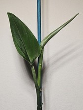 Monstera 'barrieri" ,40cm