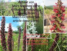 Russischer Natternkopf, Echium russicum, russian bugloss, 40 seeds, samen