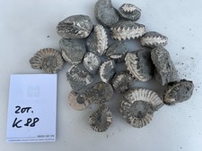 Ammoniten Pleuroceras z